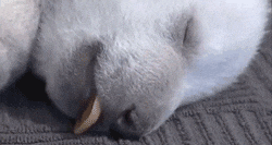 Buenos Dias Osito GIF