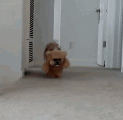 Buenos Dias Osito GIF