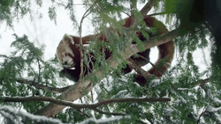 Buenos Dias Osito GIF