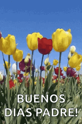 Buenos Dias Papa GIF