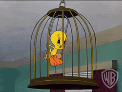 Buenos Dias Piolin GIF