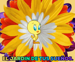 Buenos Dias Piolin GIF