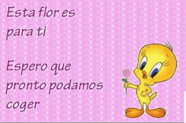 Buenos Dias Piolin GIF