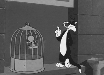 Buenos Dias Piolin GIF