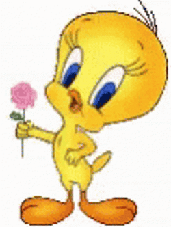 Buenos Dias Piolin GIF