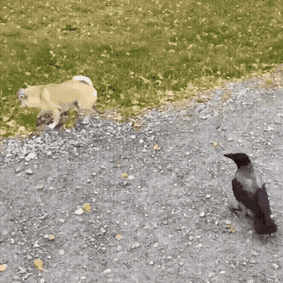 Buffalo Wild Wings Can With Bison GIF