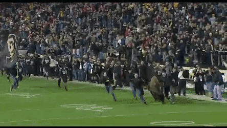 Buffs Colorado Buffaloes Video Compilation GIF
