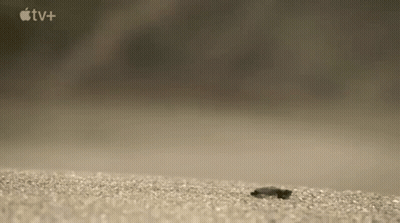Bug Crawling On Concrete GIF