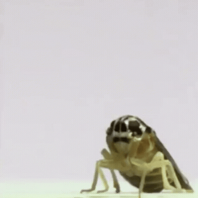 Bug Flying In Air GIF