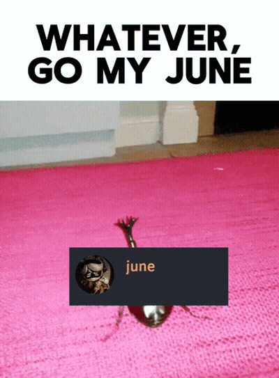 Bug On Pink Rug Saying June GIF