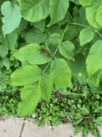 Bug Sitting On Green Leaf GIF