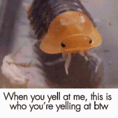 Bug This Is Who You're Yelling At GIF