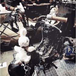 Bugs Bunny Florida GIF