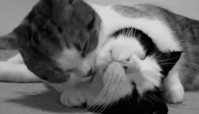 Building My Argument After Someone Replies With Nope GIF