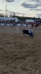Bull GIF