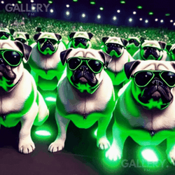 Bull Dog Dancing GIF