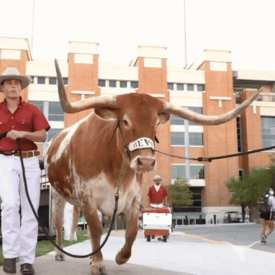 Bull Wearing Deva Headband GIF