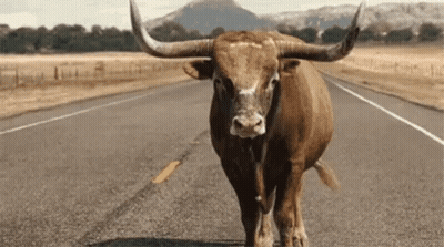 Bull With Long Horns Standing GIF