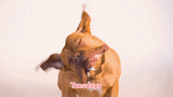 Bulldog Dog Shaking Head GIF