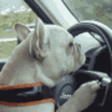 Bulldog Driving Car GIF