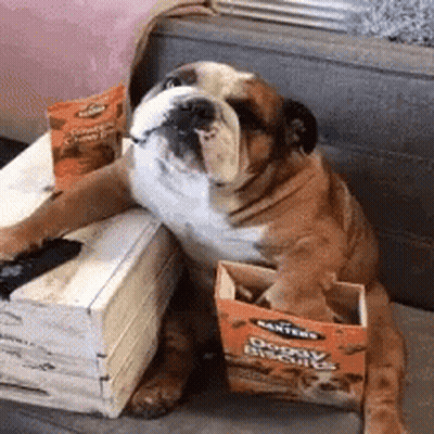 Bulldog Holding Remote On Couch GIF