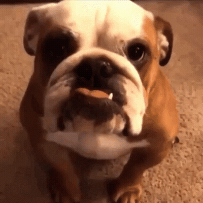 Bulldog Holding Toy In Mouth GIF