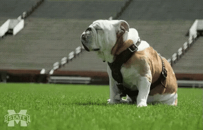 Bulldog In Harness On Field With State M Logo GIF