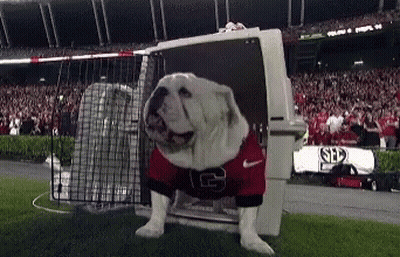 Bulldog In Jersey Saying G GIF
