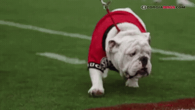 Bulldog in Red Shirt and Leash on Football Field