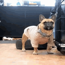 Bulldog In Stripes Barking Yo GIF