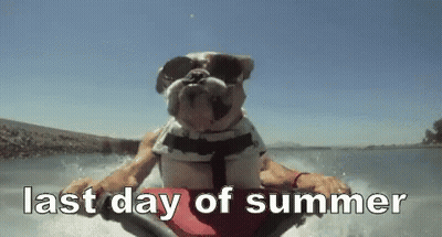 Bulldog In Sunglasses And Life Jacket Riding Jet Ski GIF