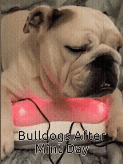 Bulldog Laying On Bed With Pink Light Saying Bulldog After Mint Day GIF