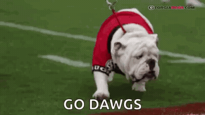 Bulldog On Leash Wearing Red Jersey GIF