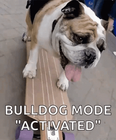 Bulldog On Skateboard Bulldog Mode Activated GIF