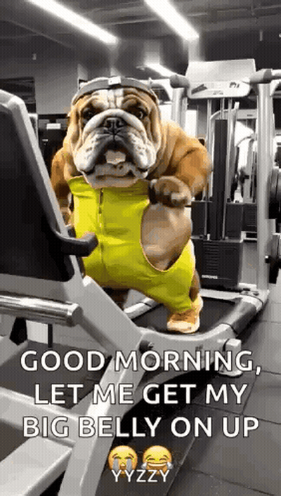 Bulldog On Treadmill Says Good Morning Big Belly GIF