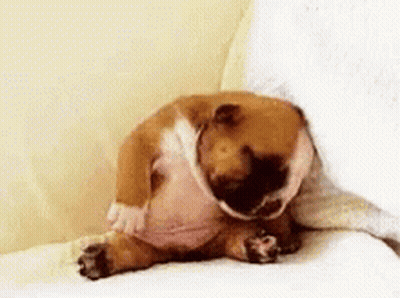 Bulldog Puppy Sleeping On Couch GIF