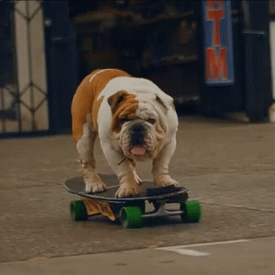 Bulldog Riding A Skateboard GIF