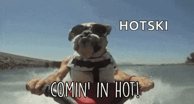 Bulldog Riding Jet Ski GIF