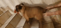 Bulldog Running In Stairs GIF