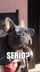 Bulldog Serio Sunglasses  GIF