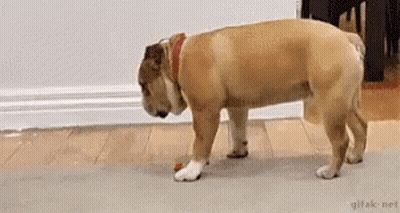 Bulldog Sniffing Toy On Wooden Floor GIF