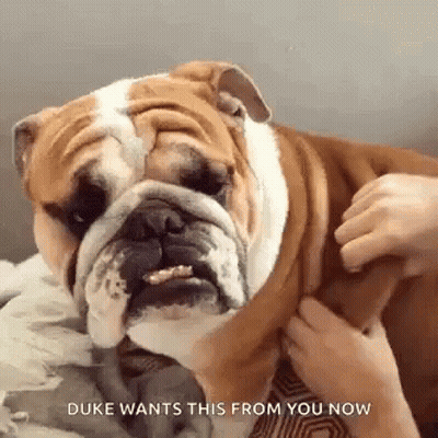 Bulldog Standing In Grass In Front Of Blue Tub GIF