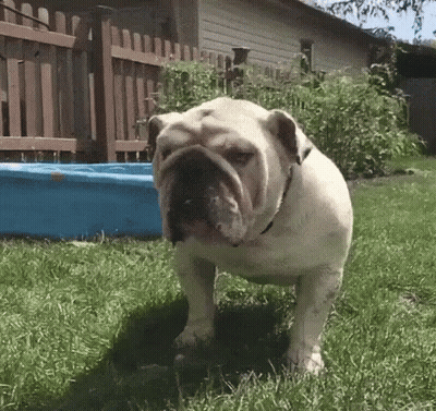 Bulldog Standing In Grass In Front Of Blue Tub GIF