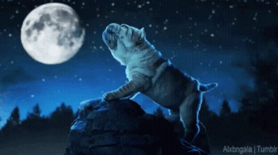Bulldog Standing On Rock In Front Of Moon GIF