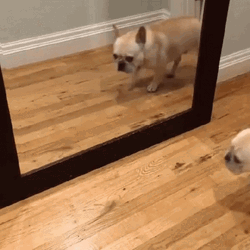 Bulldog Surprised In The Mirror GIF