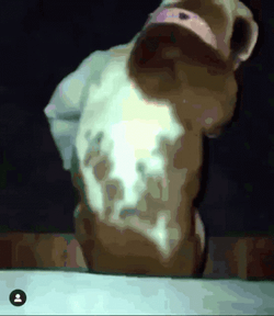 Bulldog Twerking Dog  GIF
