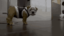 Bulldog Walking Towards Camera GIF