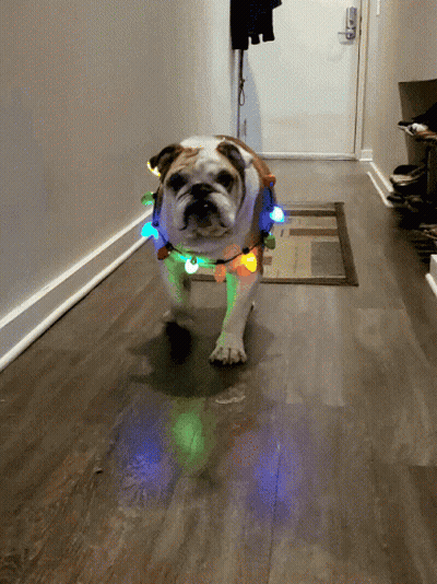 Bulldog Wearing Christmas Lights Walking Down Hallway GIF