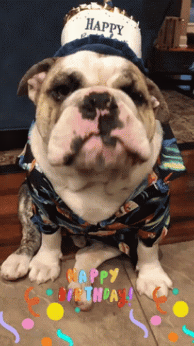 Bulldog Wearing Hat Saying Happy GIF