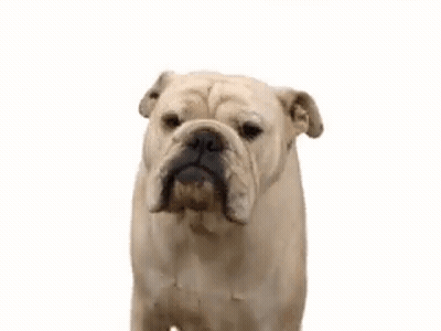 Bulldog Yawning GIF